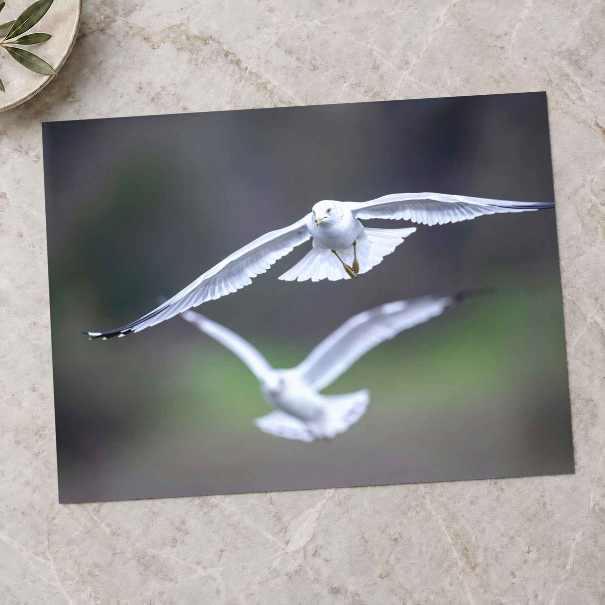 Couple of Seagulls Flying by Matt Bango Photo Print Wall Decor