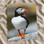Atlantic Puffin on Machias Seal Island, Maine Photo Wall Art (6 Sizes)