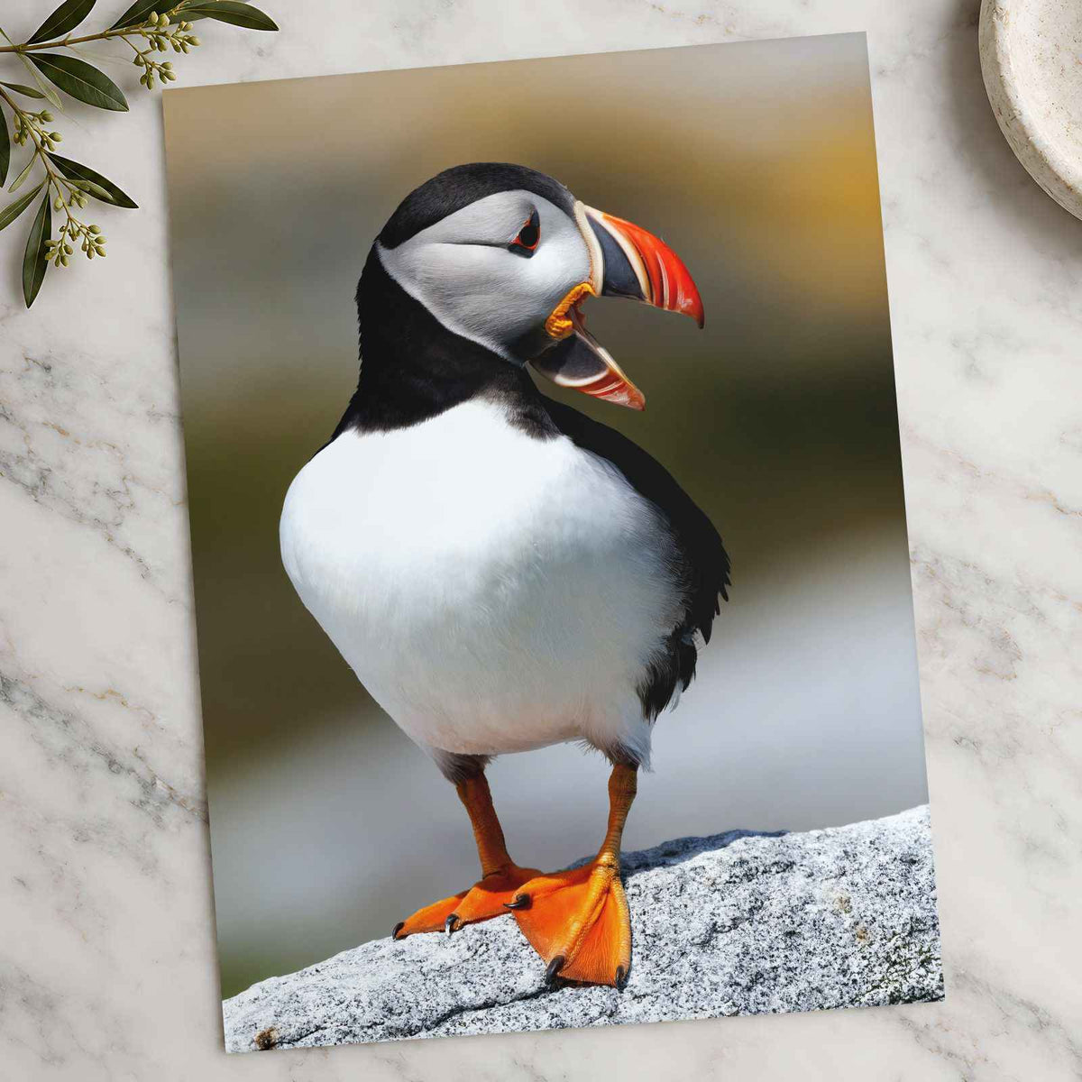Atlantic Puffin on Machias Seal Island, Maine Photo Wall Art (6 Sizes)
