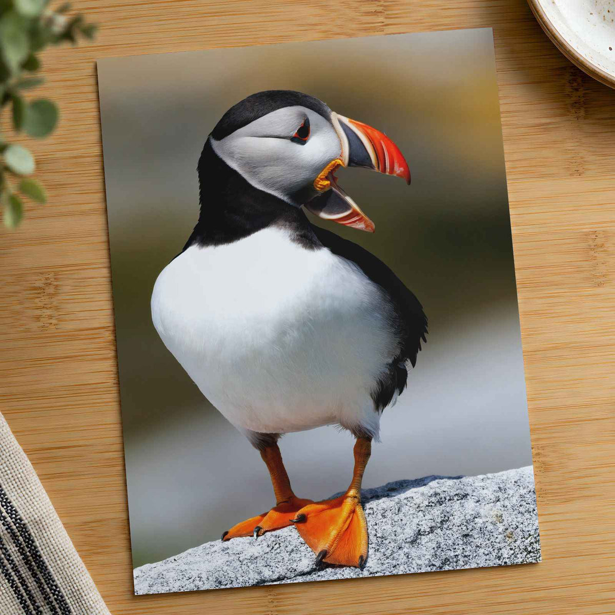 Atlantic Puffin on Machias Seal Island, Maine Photo Wall Art (6 Sizes)