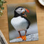 Atlantic Puffin on Machias Seal Island, Maine Photo Wall Art (6 Sizes)