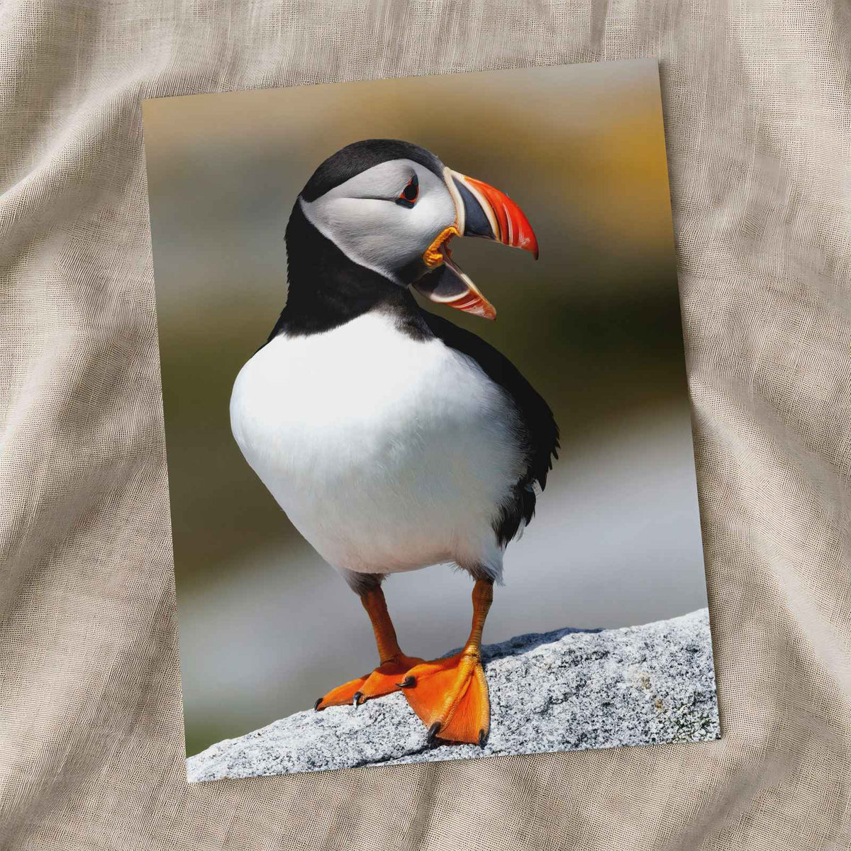 Atlantic Puffin on Machias Seal Island, Maine Photo Wall Art (6 Sizes)