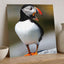 Atlantic Puffin on Machias Seal Island, Maine Photo Wall Art (6 Sizes)