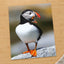 Atlantic Puffin on Machias Seal Island