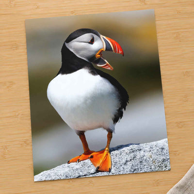 Atlantic Puffin on Machias Seal Island