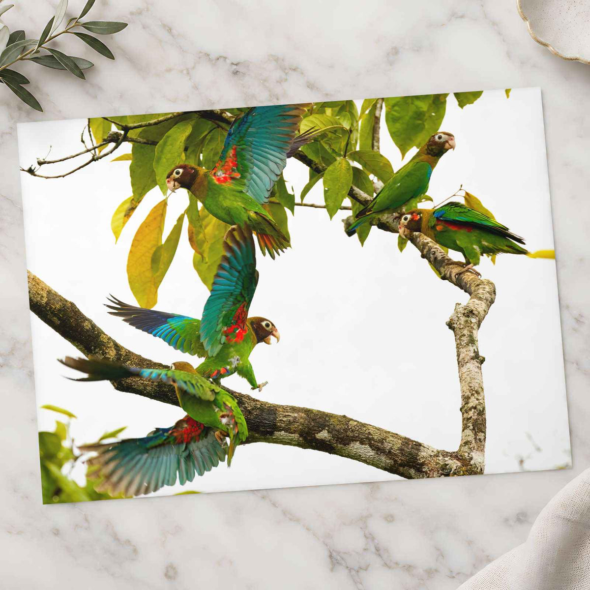 Group of Parrots in Tree Photo Wall Print (7 Sizes) - Ready to Frame