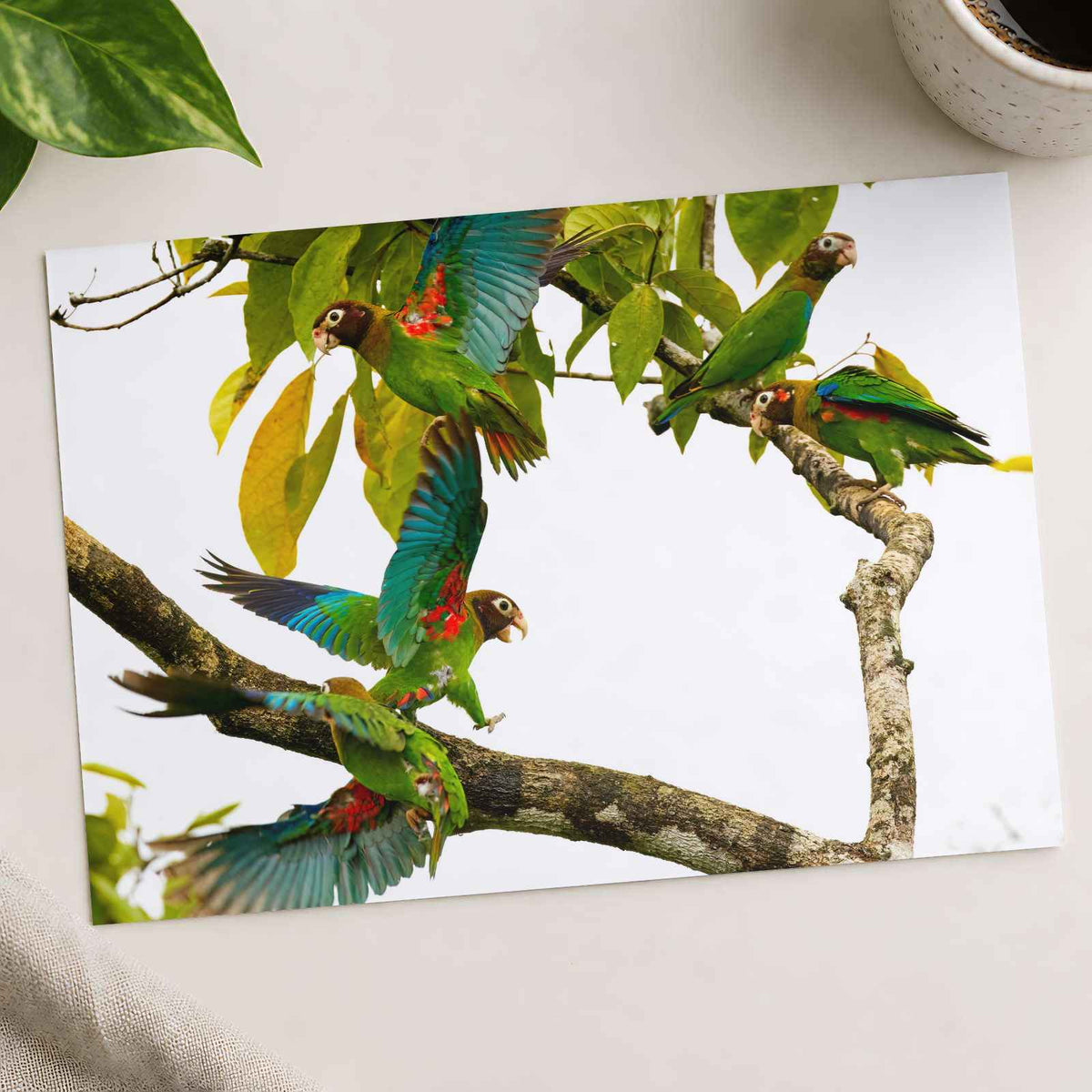 Group of Parrots in Tree Photo Wall Print (7 Sizes) - Ready to Frame