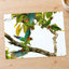 Group of Parrots in Tree Photo Wall Print (7 Sizes) - Ready to Frame