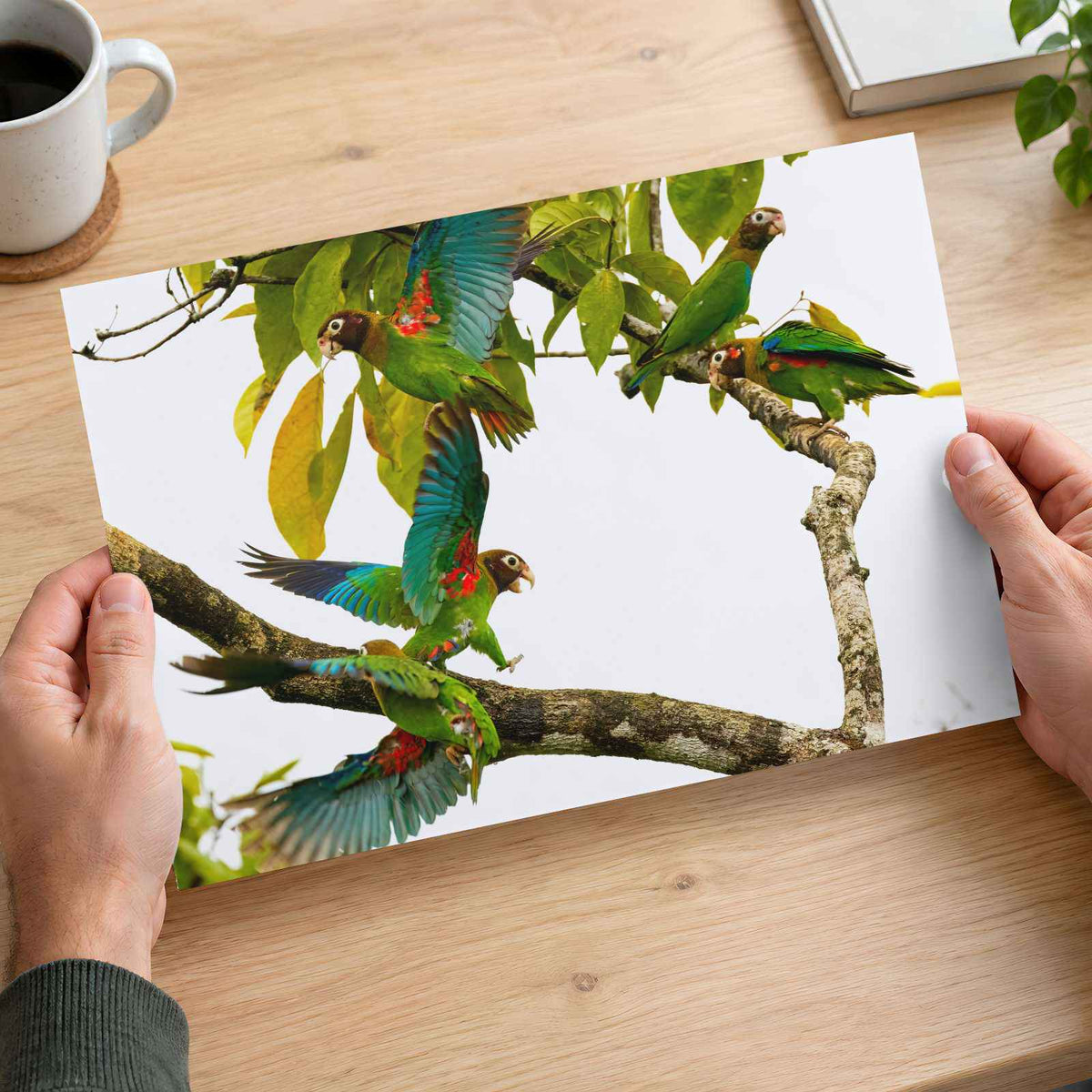 Group of Parrots in Tree Photo Wall Print (7 Sizes) - Ready to Frame