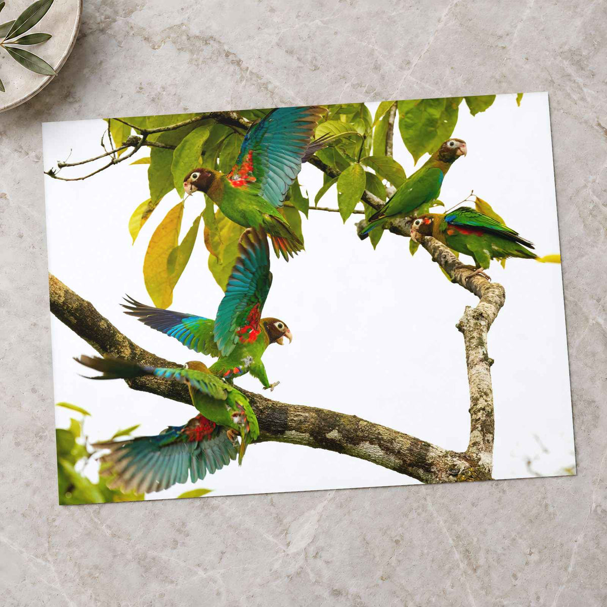 Group of Parrots in Tree by Zdeněk Macháček Photo Print Wall Decor