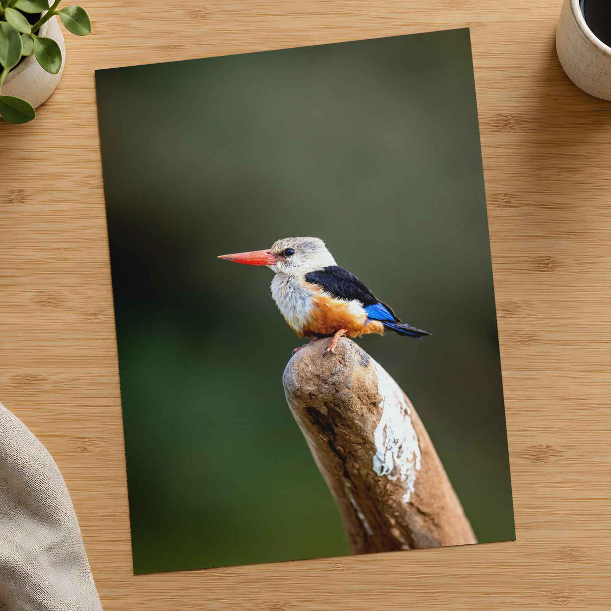 Kingfisher in Kenya Samburu Photo Print (7 Sizes) - High Quality