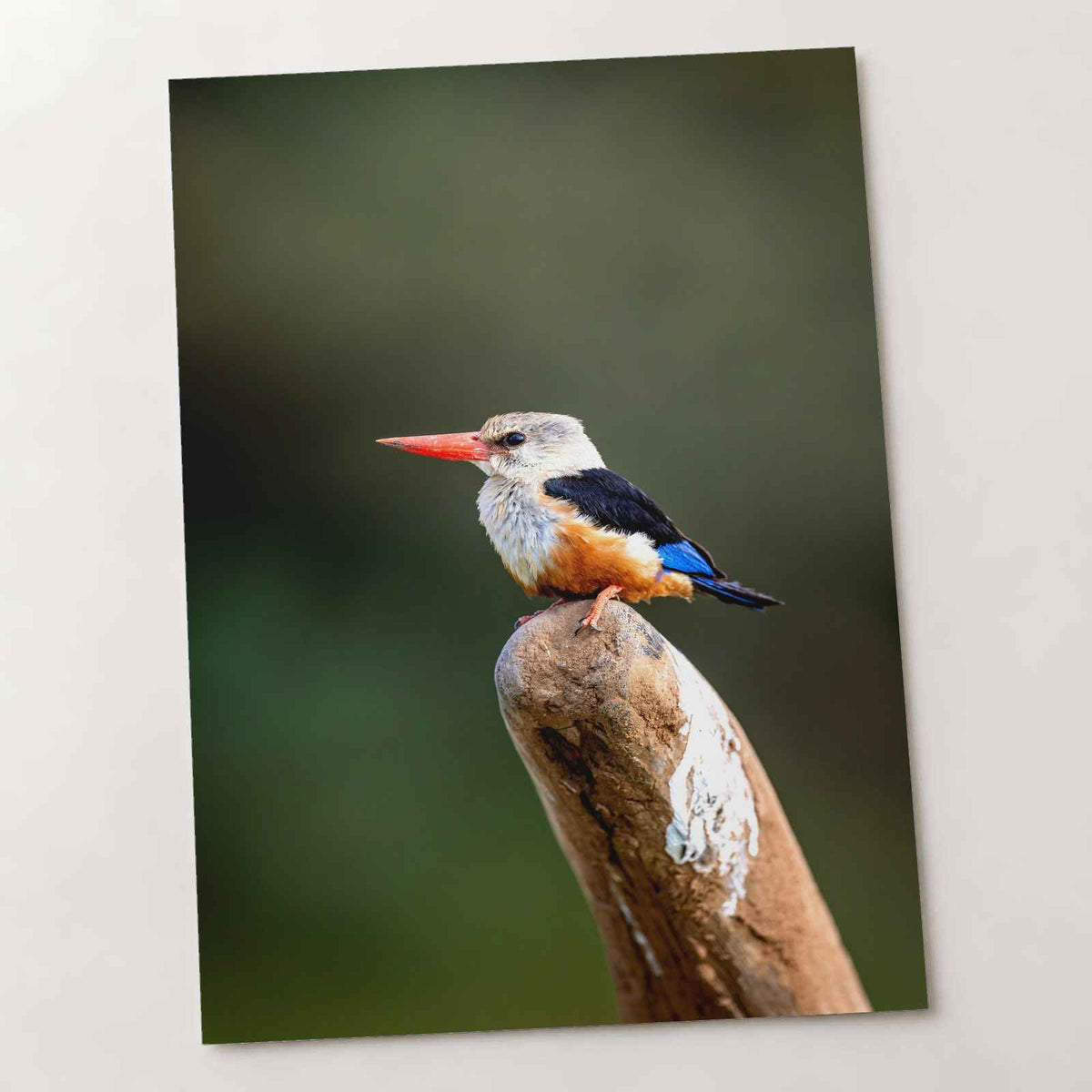 Kingfisher in Kenya Samburu Photo Print (7 Sizes) - High Quality