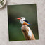 Kingfisher in Kenya Samburu Photo Print (7 Sizes) - High Quality