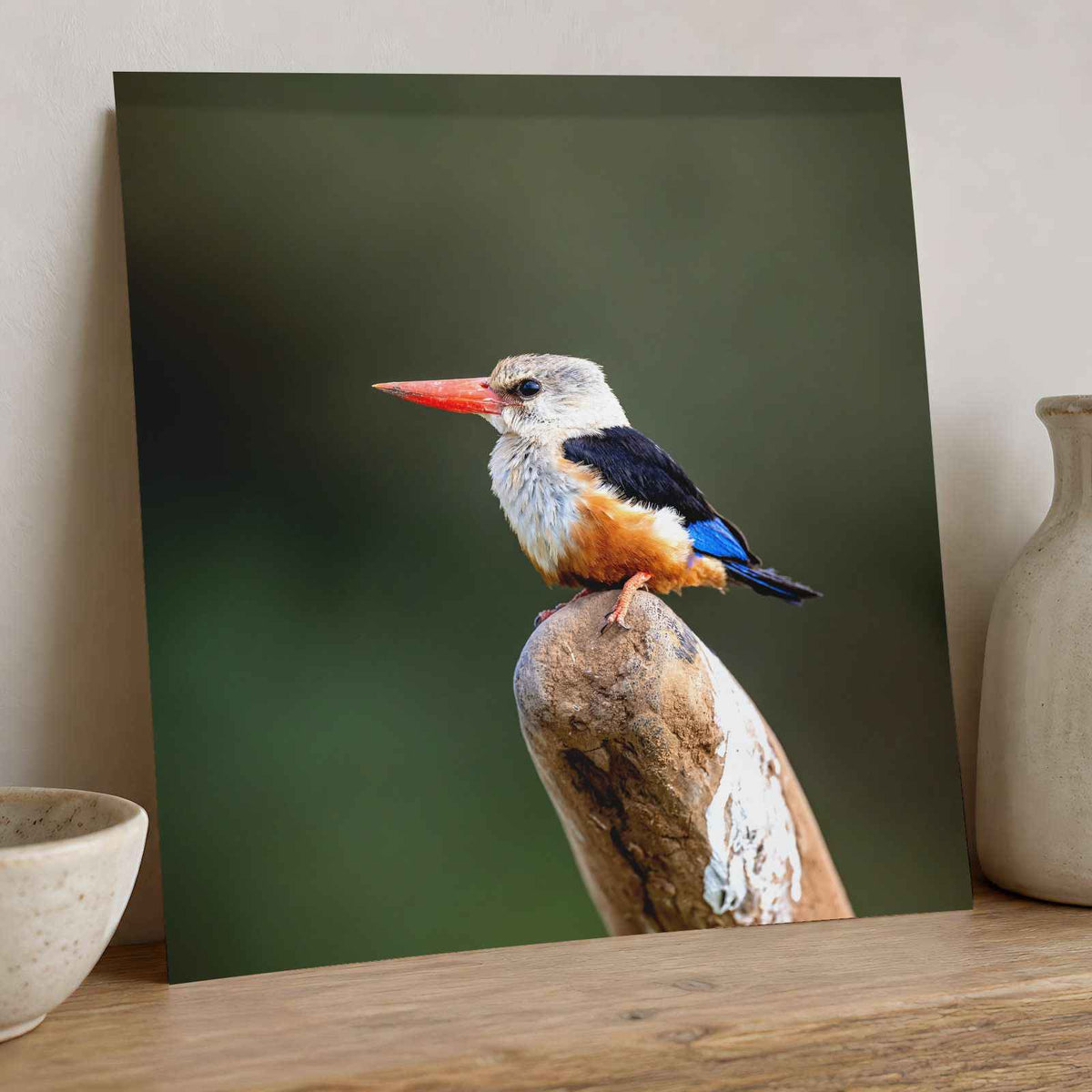 Kingfisher in Kenya Samburu Photo Print (7 Sizes) - High Quality