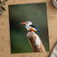 Kingfisher in Kenya Samburu Photo Print (7 Sizes) - High Quality