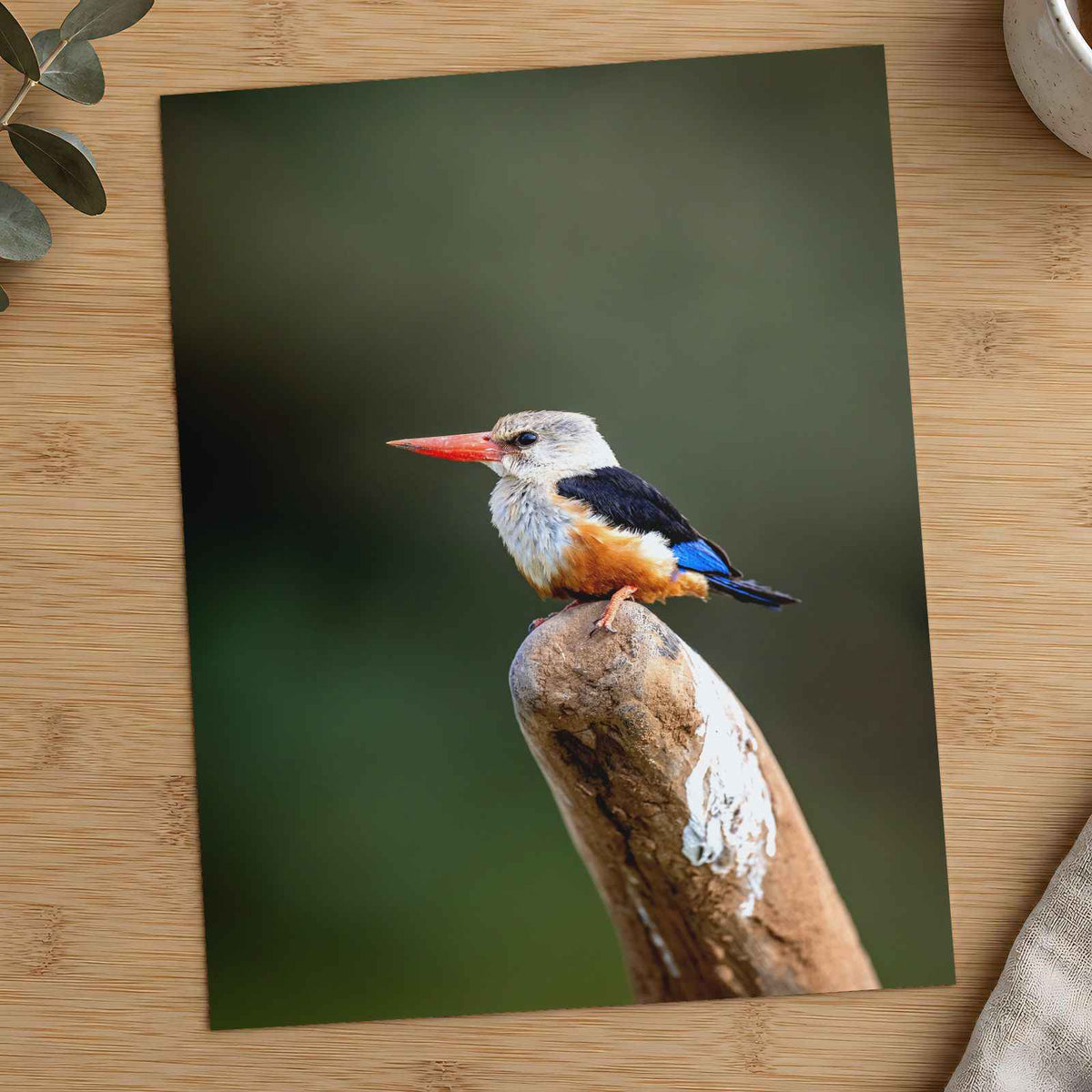 Kingfisher in Kenya Samburu Photo Print (7 Sizes) - High Quality