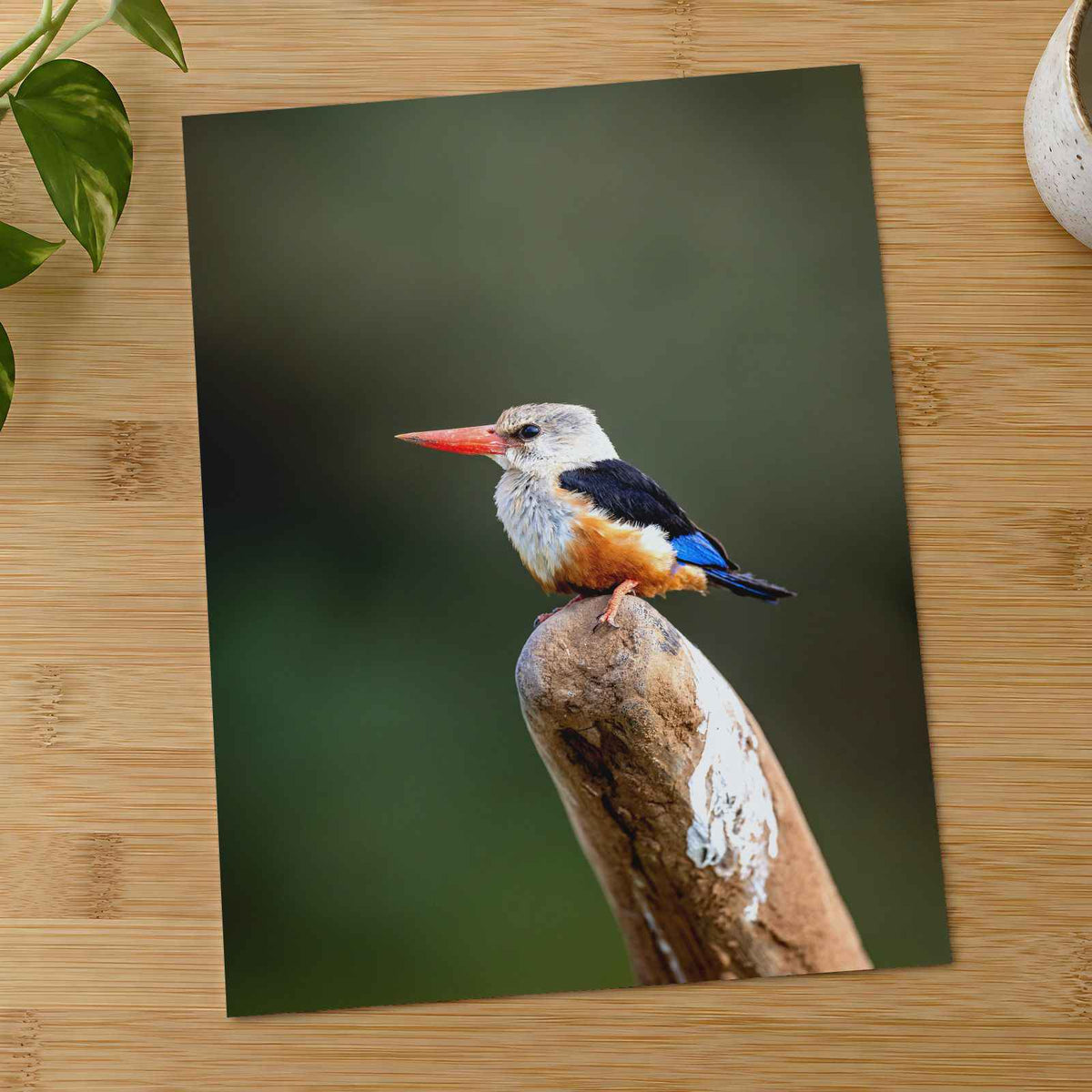Kingfisher in Kenya by Matt Bango Photo Print Wall Decor