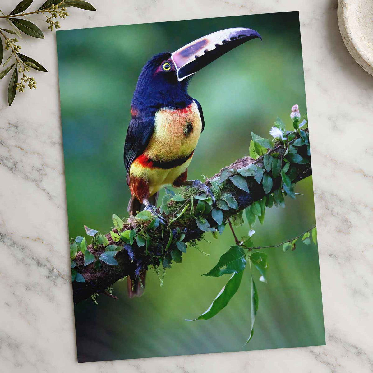 Colorful Dark Toucan Photo Wall Art (7 Sizes) - High Quality