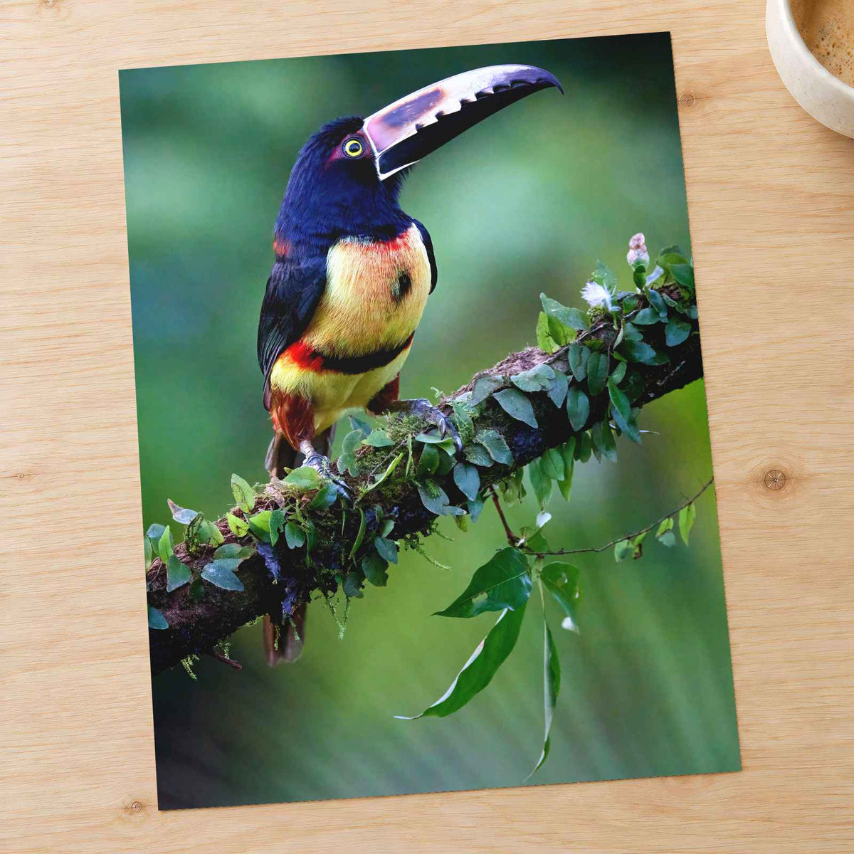Colorful Dark Toucan Photo Wall Art (7 Sizes) - High Quality