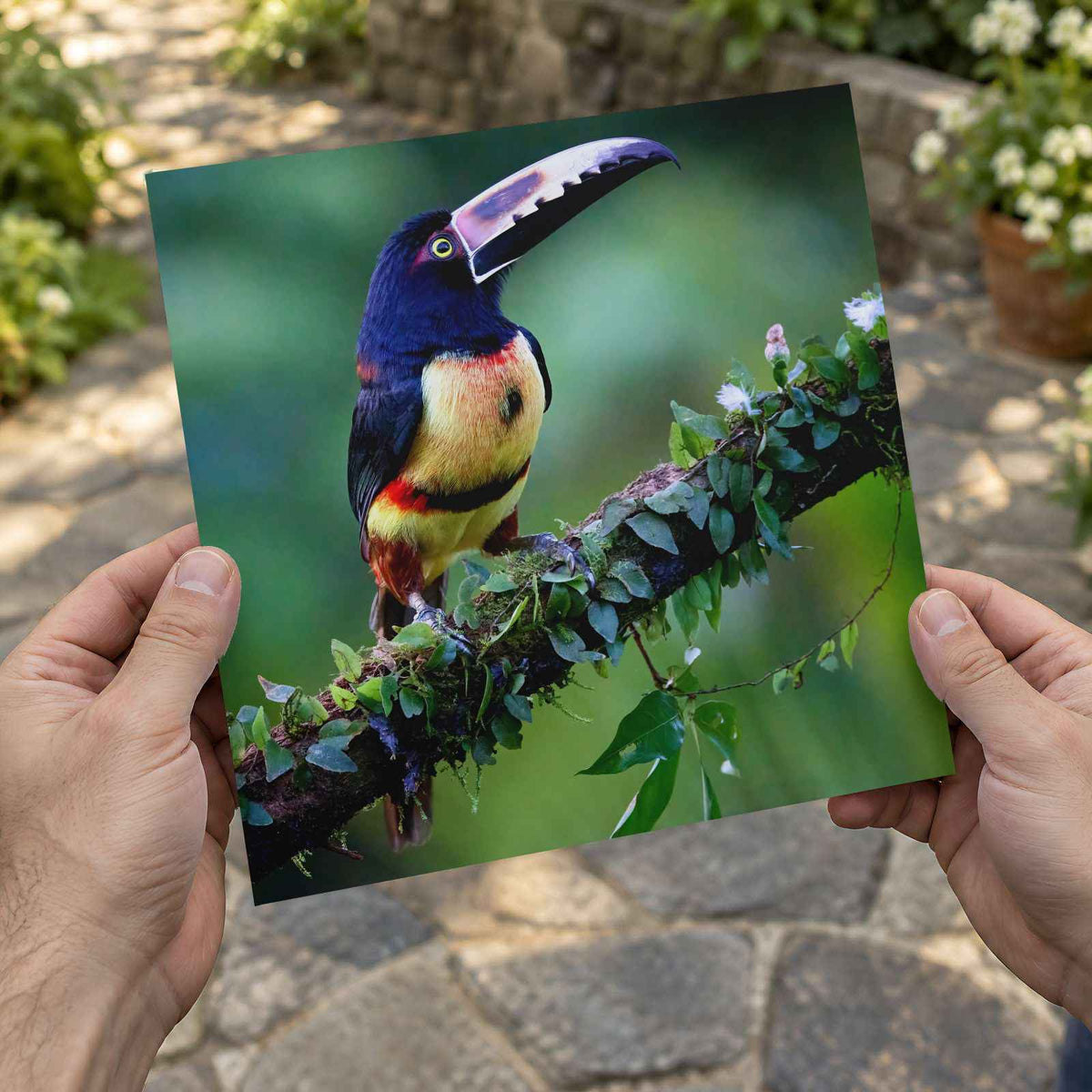 Colorful Dark Toucan Photo Wall Art (7 Sizes) - High Quality
