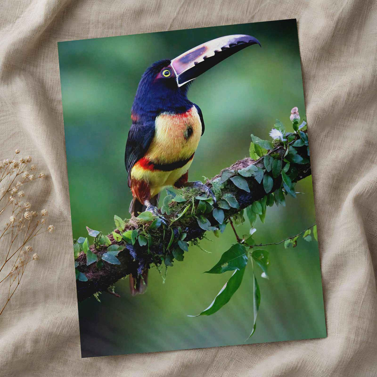 Colorful Dark Toucan Photo Wall Art (7 Sizes) - High Quality