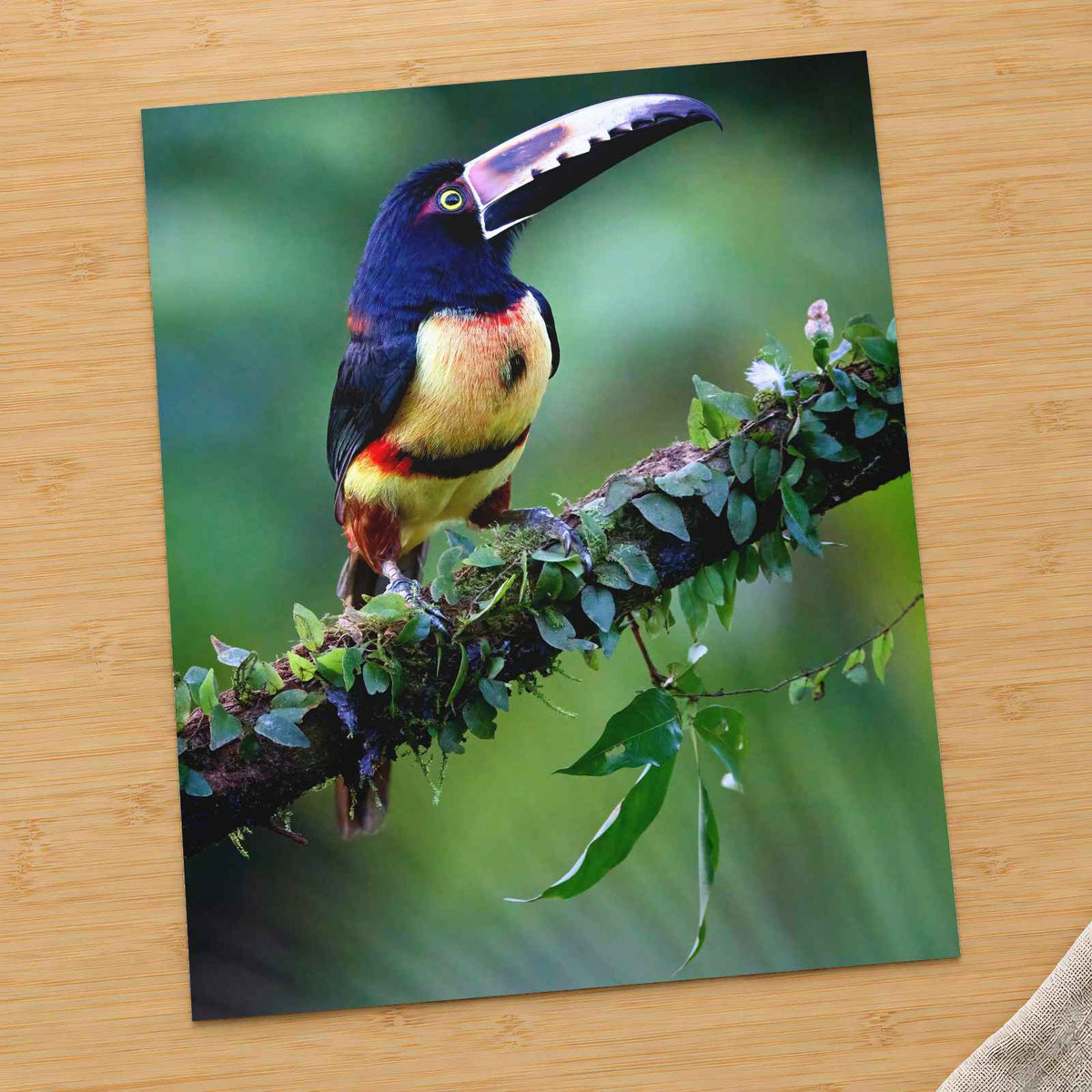 Colorful Dark Toucan by Zdeněk Macháček Photo Print Wall Decor