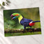 Toucan with Beak Open Photo Print (7 Sizes) - Crisp Detail