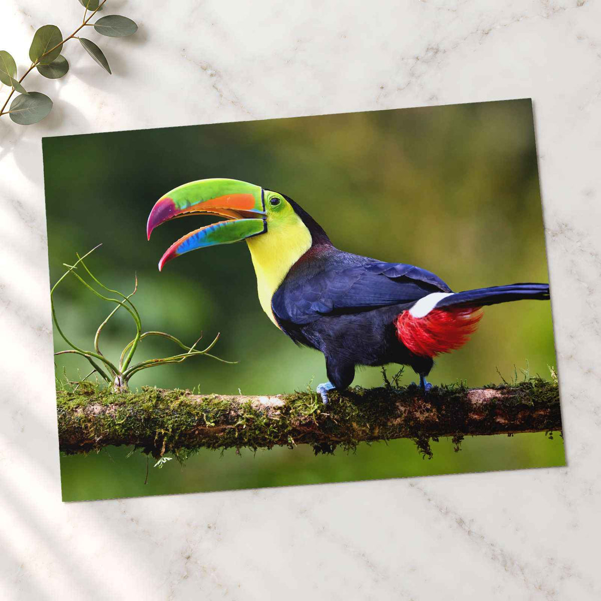 Toucan with Beak Open Photo Print (7 Sizes) - Crisp Detail