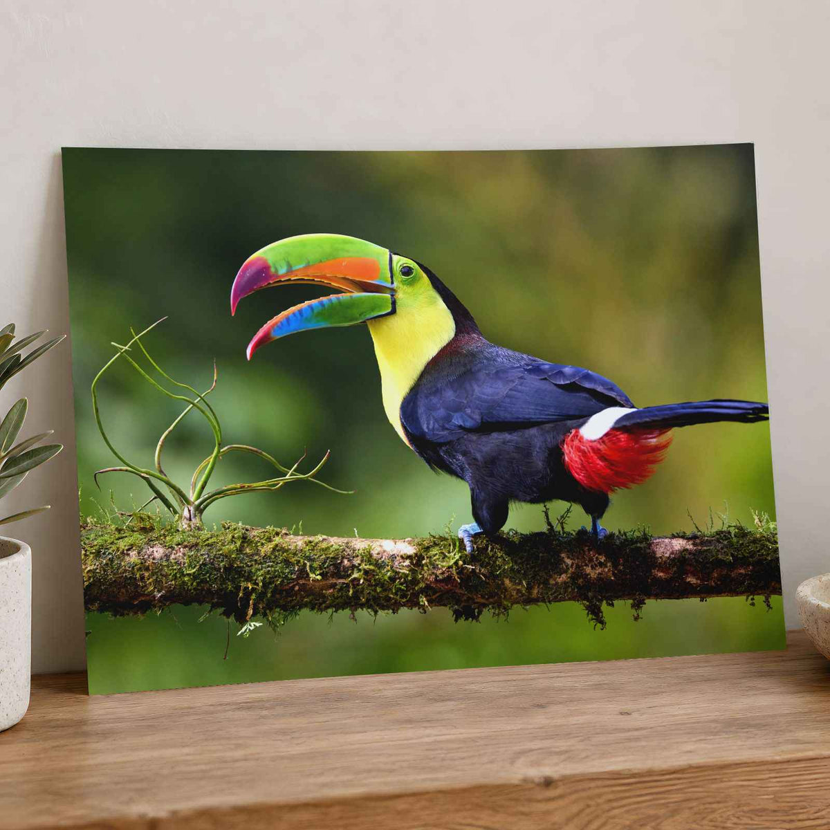 Toucan with Beak Open Photo Print (7 Sizes) - Crisp Detail