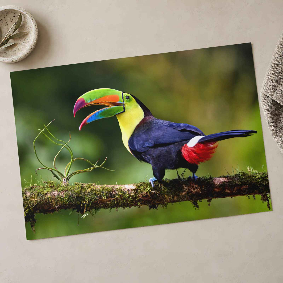Toucan with Beak Open Photo Print (7 Sizes) - Crisp Detail