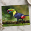 Toucan with Beak Open Photo Print (7 Sizes) - Crisp Detail