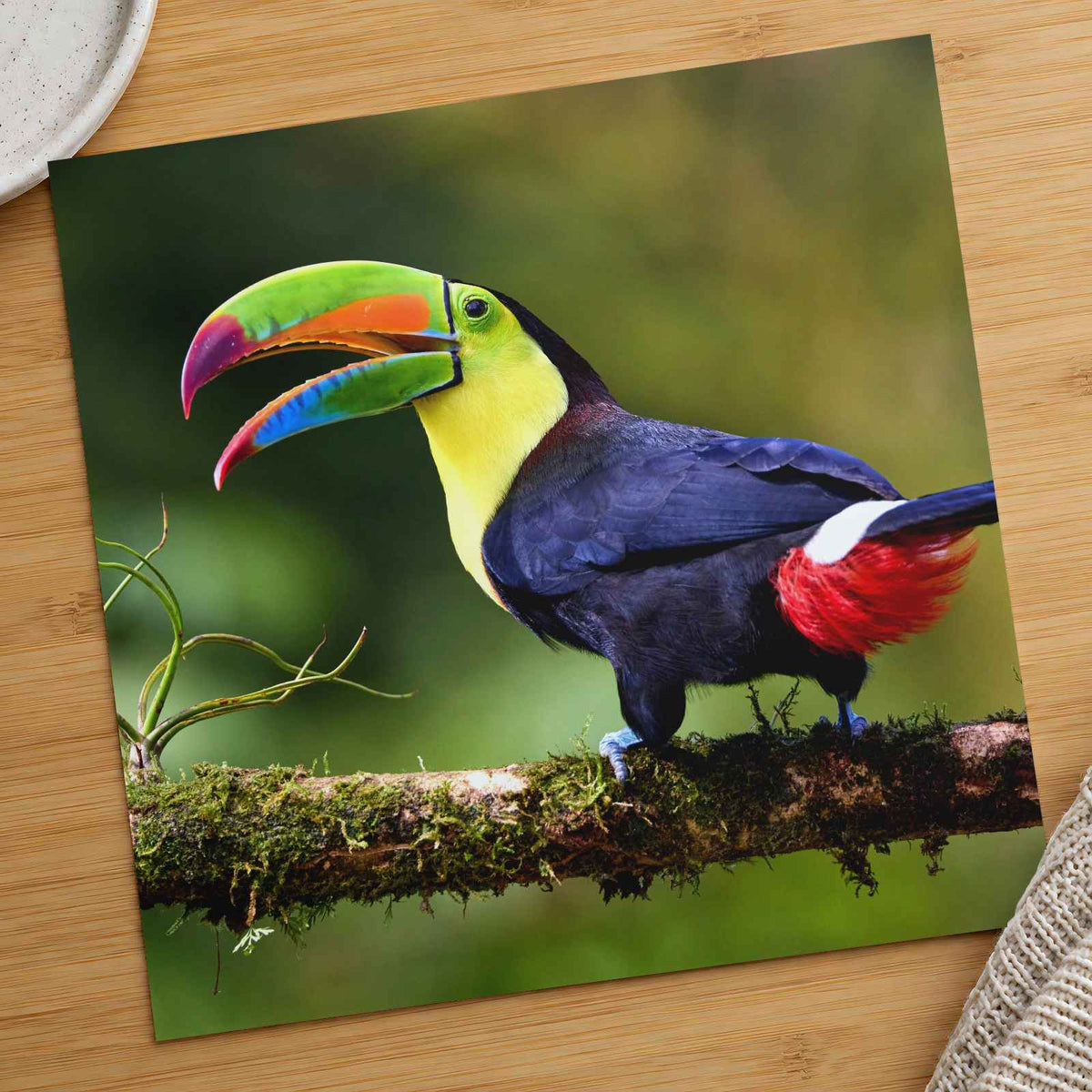 Toucan with Beak Open Photo Print (7 Sizes) - Crisp Detail