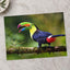 Toucan with Beak Open Photo Print (7 Sizes) - Crisp Detail
