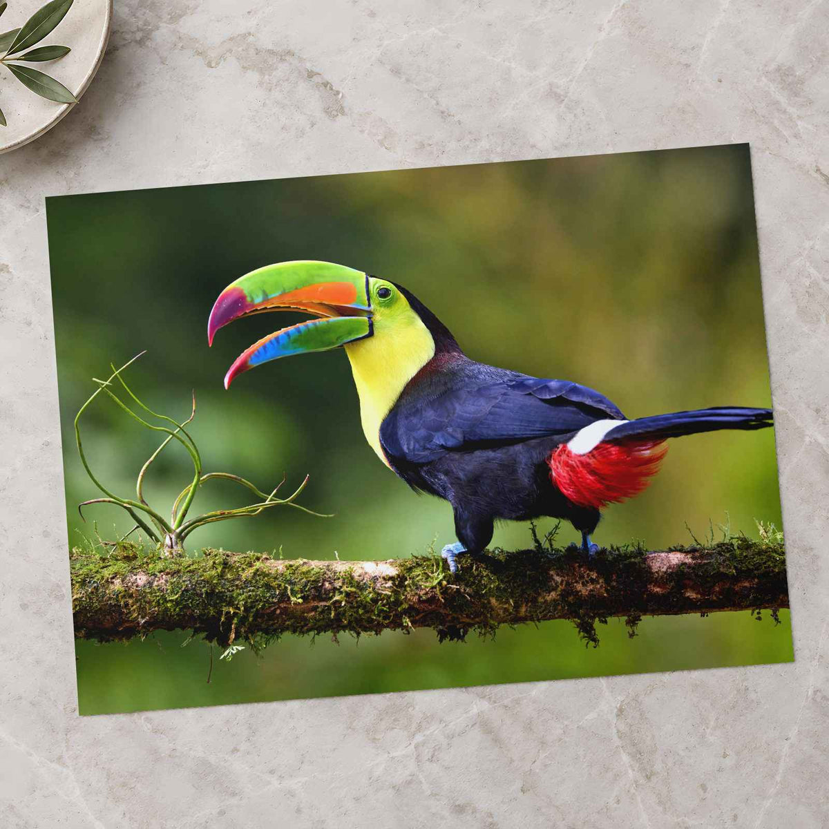 Toucan with Beak Open Photo Print (7 Sizes) - Crisp Detail