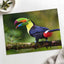 Toucan with Beak Open by Zdeněk Macháček Photo Print Wall Decor