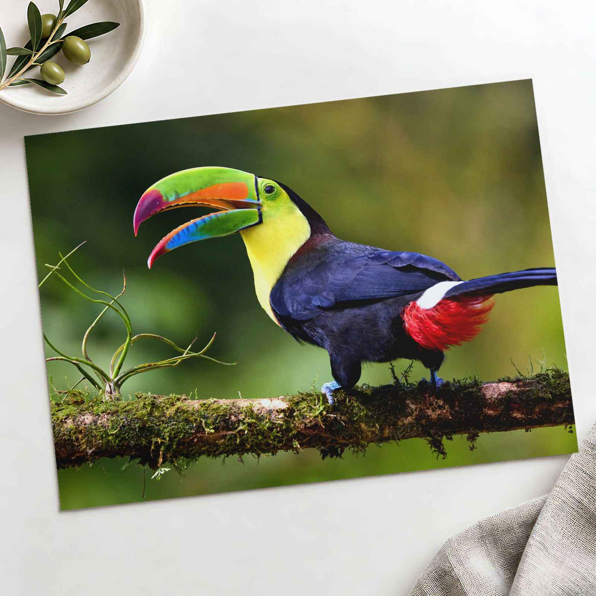 Toucan with Beak Open by Zdeněk Macháček Photo Print Wall Decor