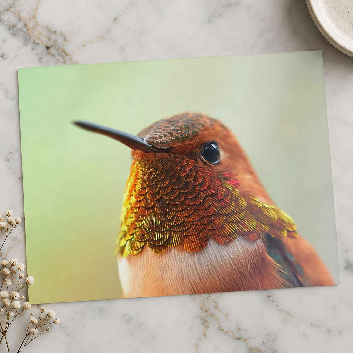 Macro Portrait of Rufous Hummingbird Photography Print (4 Sizes)