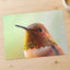 Macro Portrait of Rufous Hummingbird Photography Print (4 Sizes)