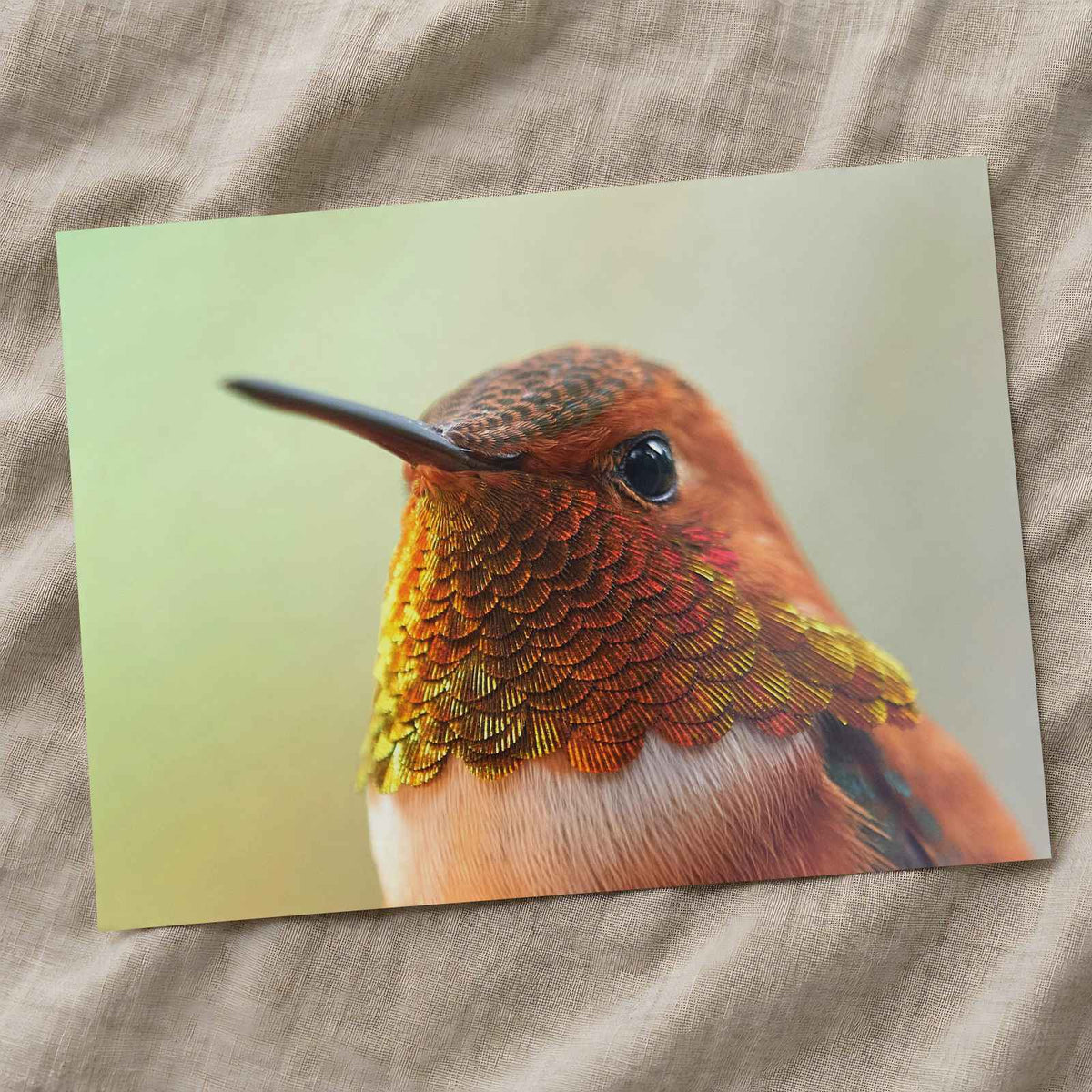 Macro Portrait of Rufous Hummingbird Photo Print Wall Decor