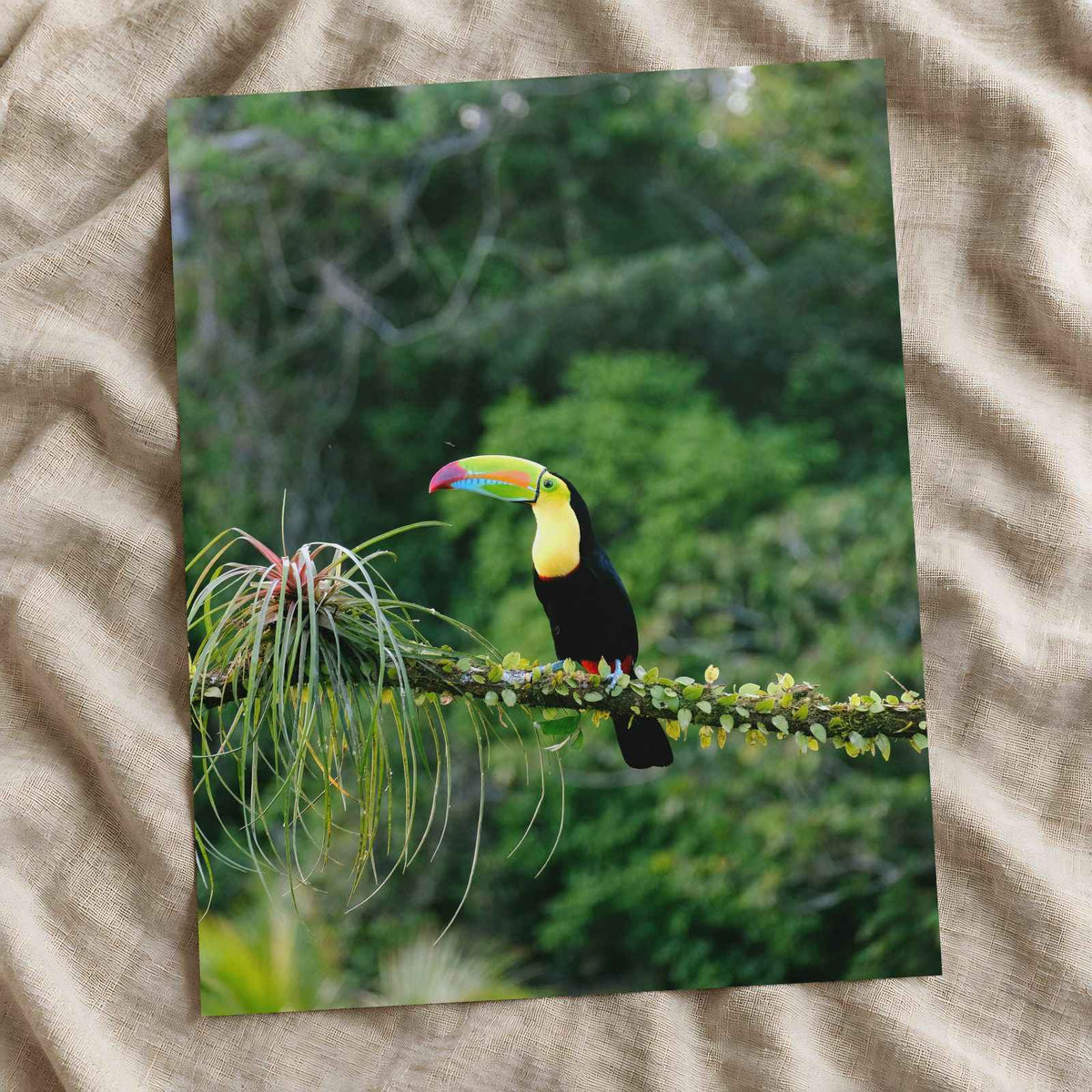 Toucan Perched on Branch in Forest Photo Wall Print (7 Sizes) - Printed in USA