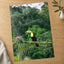 Toucan Perched on Branch in Forest Photo Wall Print (7 Sizes) - Printed in USA