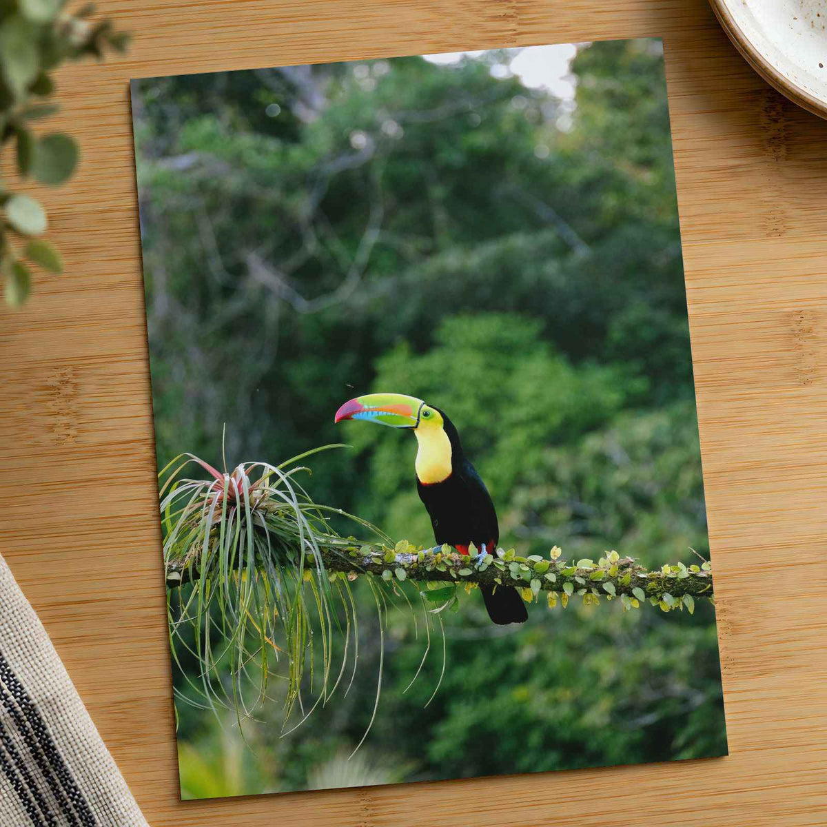Toucan Perched on Branch in Forest Photo Wall Print (7 Sizes) - Printed in USA