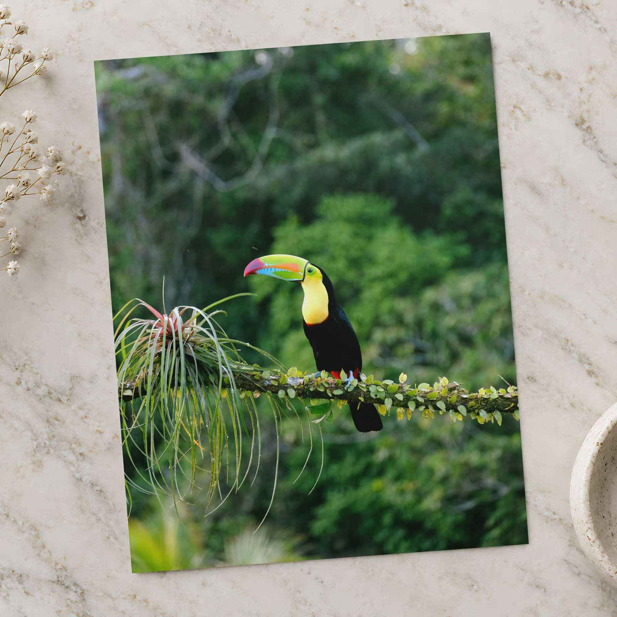 Toucan Perched on Branch in Forest Photo Wall Print (7 Sizes) - Printed in USA