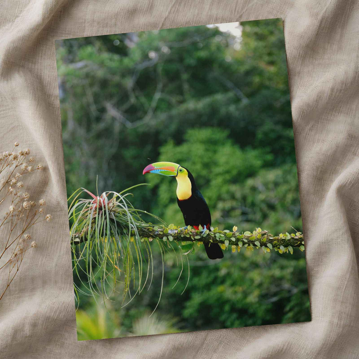 Toucan Perched on Branch in Forest Photo Wall Print (7 Sizes) - Printed in USA