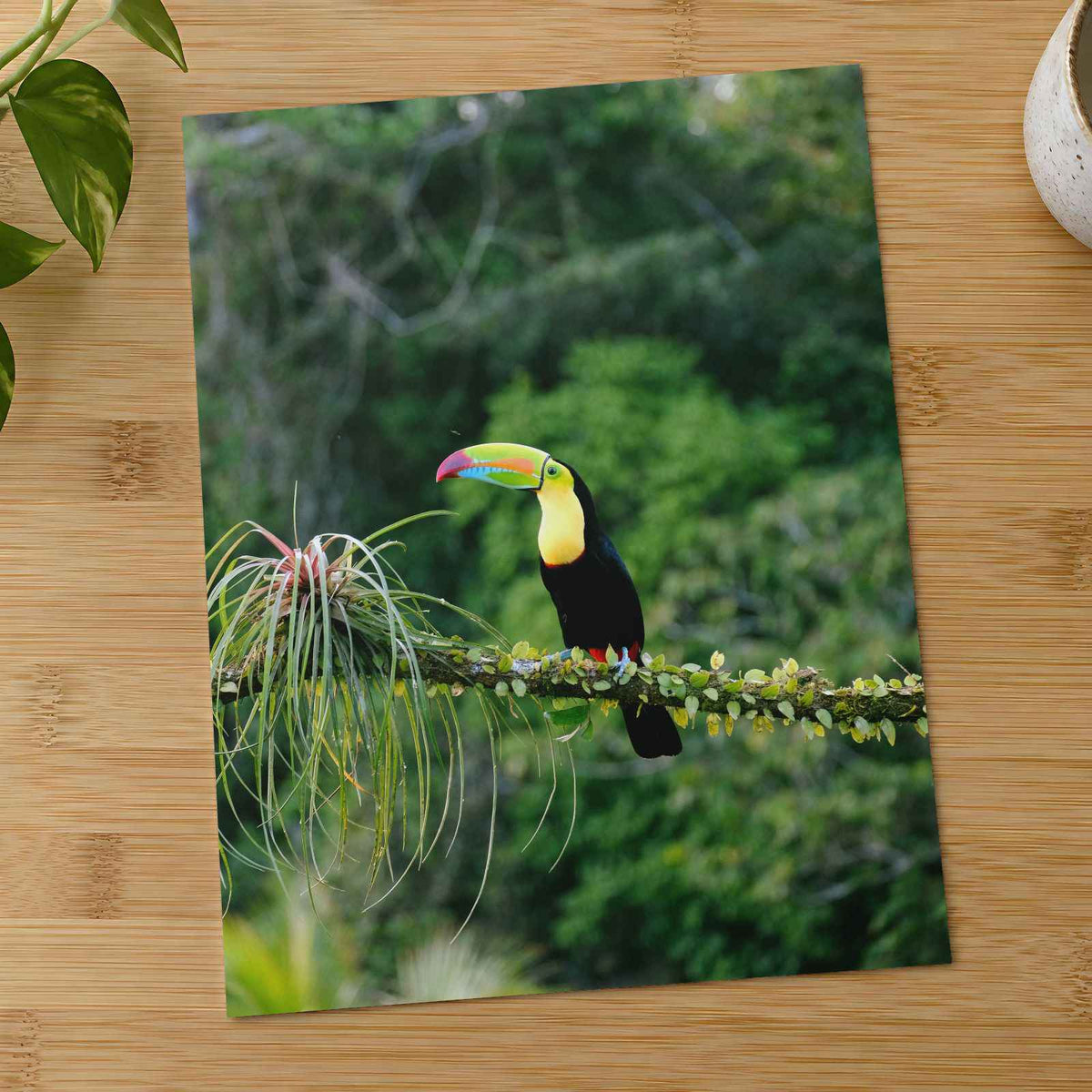 Toucan Perched on Branch in Forest by Giulia Squillace Photo Print Wall Decor