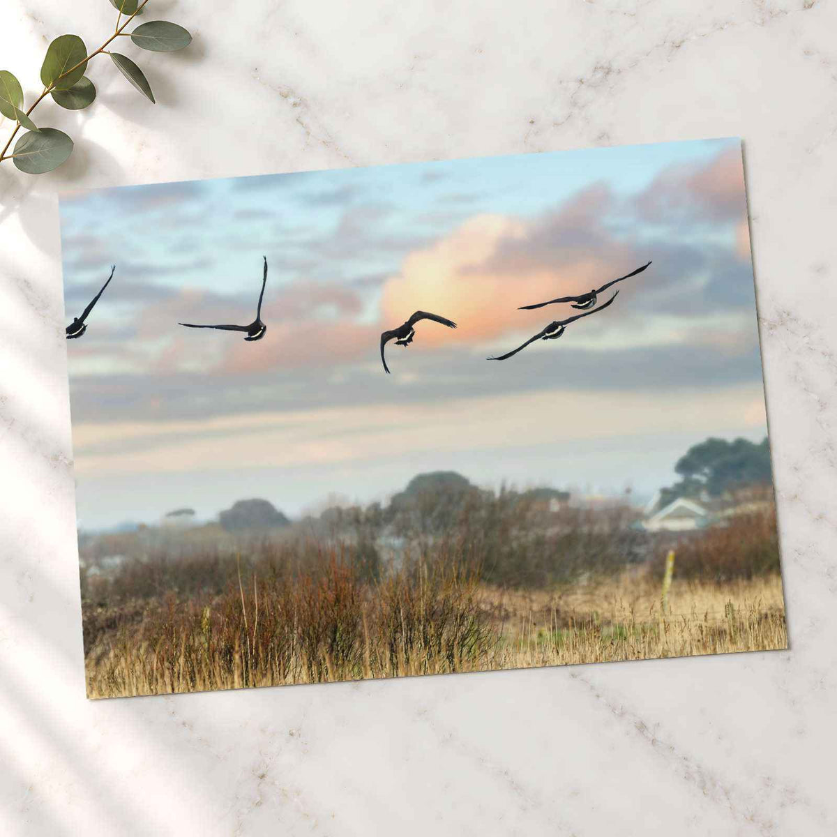 Canada Geese Flying in Clear Winter Sky Photo Print (5 Sizes) - Crisp Detail
