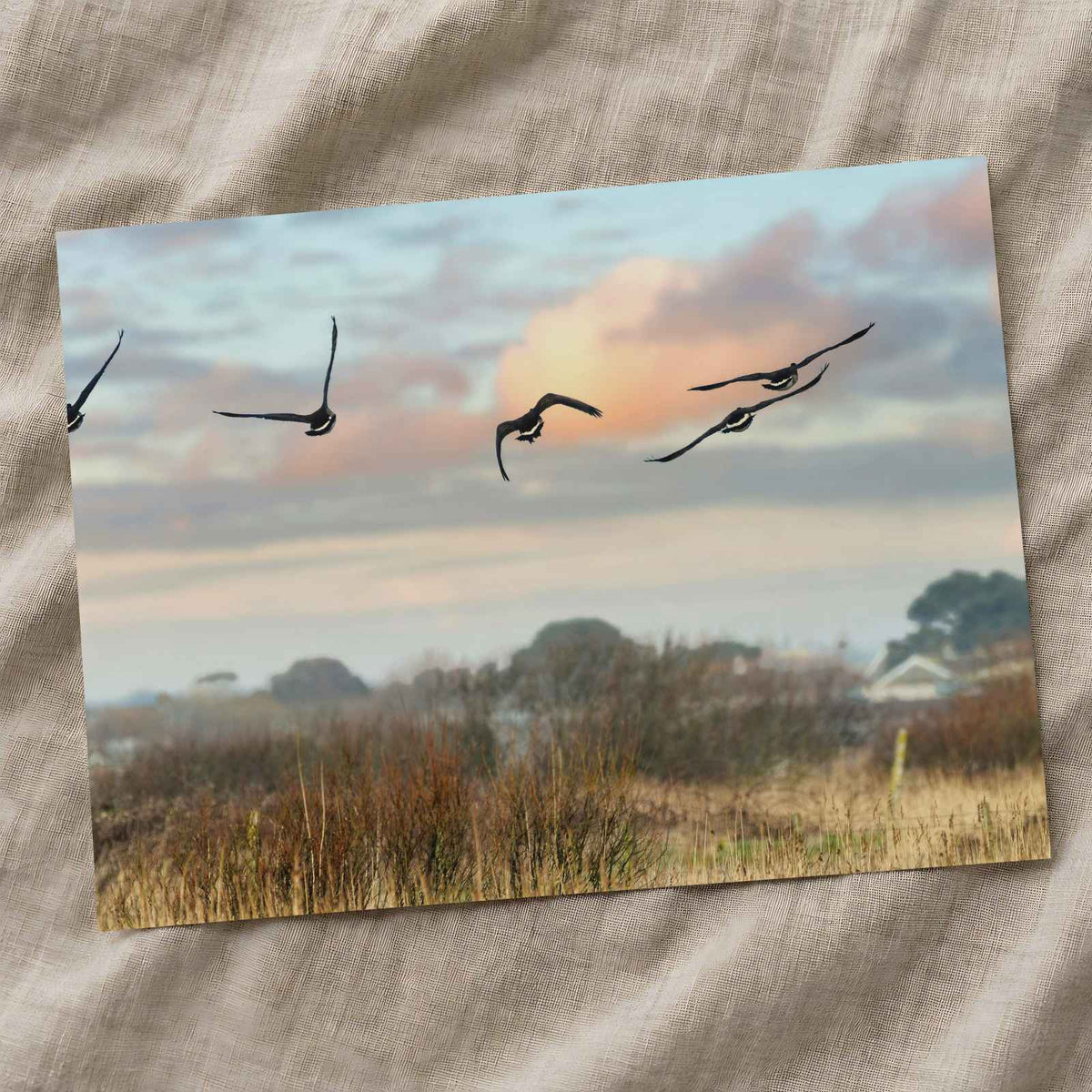 Canada Geese Flying in Clear Winter Sky Photo Print (5 Sizes) - Crisp Detail