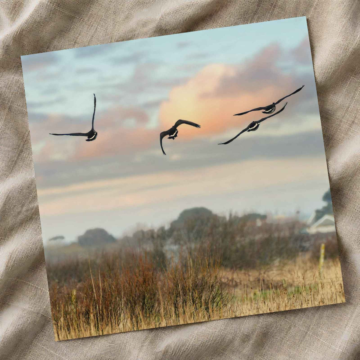 Canada Geese Flying in Clear Winter Sky Photo Print (5 Sizes) - Crisp Detail