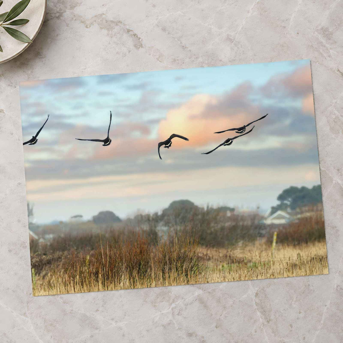 Canada Geese Flying in Clear Winter Sky Photo Print (5 Sizes) - Crisp Detail