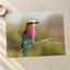 Lilac-Breasted Roller Bird Perched on Branch Photo Wall Print (7 Sizes)